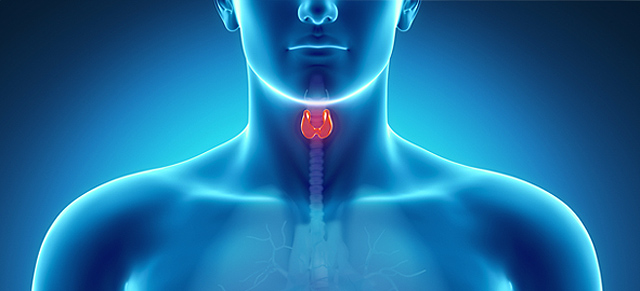 El tiroides y sus enfermedades